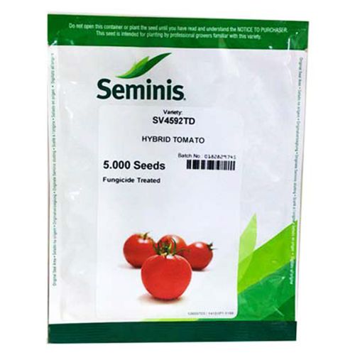 بذر گوجه فرنگی هیبرید SV4592TD سمینیس